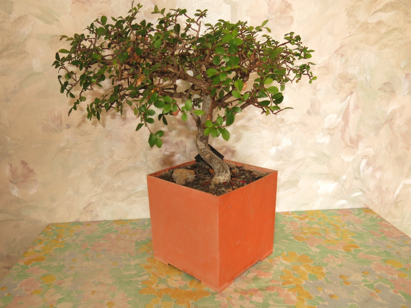 Na foto van Zelkova na jaarlijkse onderhoudssnoei