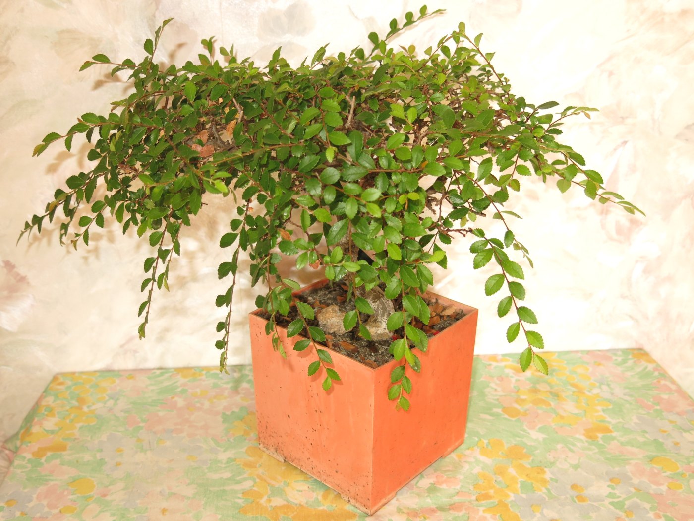 Voor foto van Zelkova na jaarlijkse onderhoudssnoei