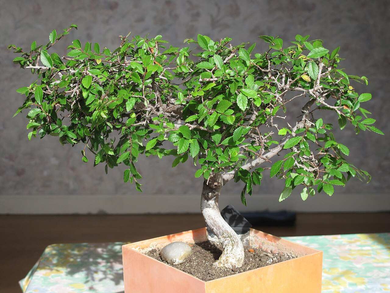 Voor foto van Zelkova ontwikkeling over meerdere jaren