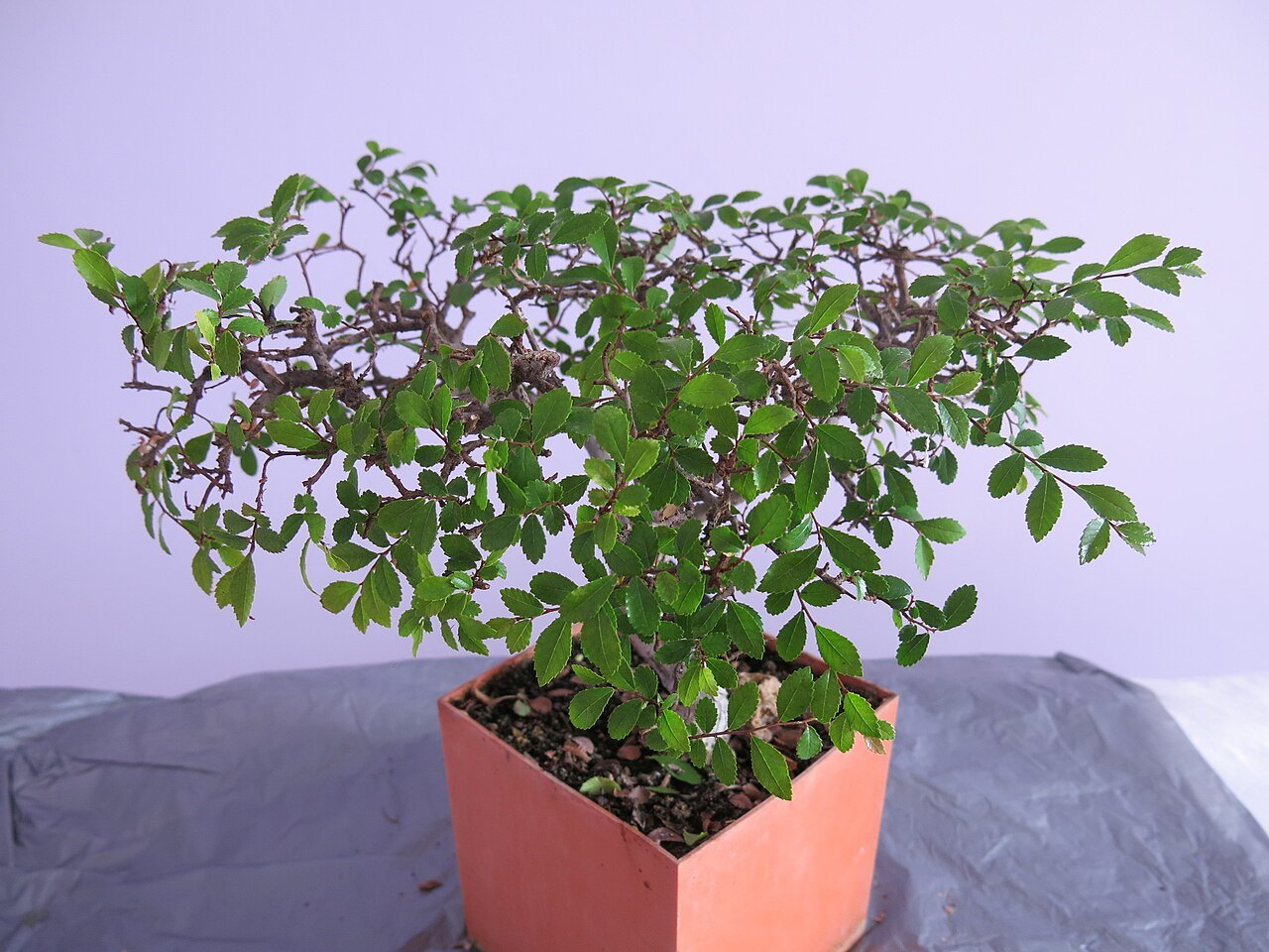 Na foto van Zelkova ontwikkeling over meerdere jaren