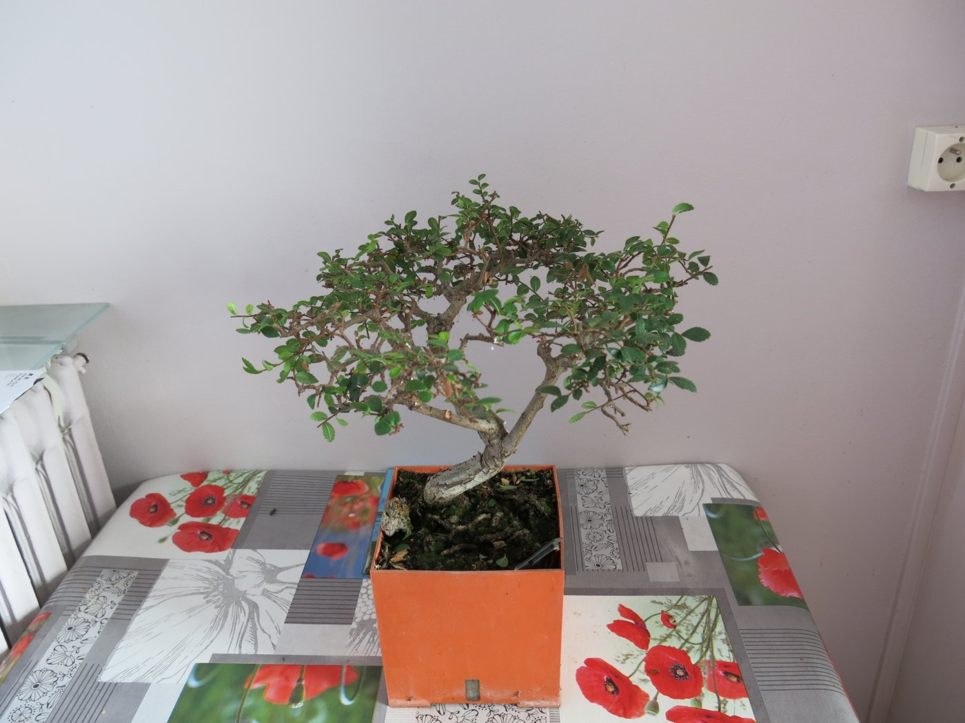 Na foto van Zelkova zomersnoei: lange scheuten terugzetten