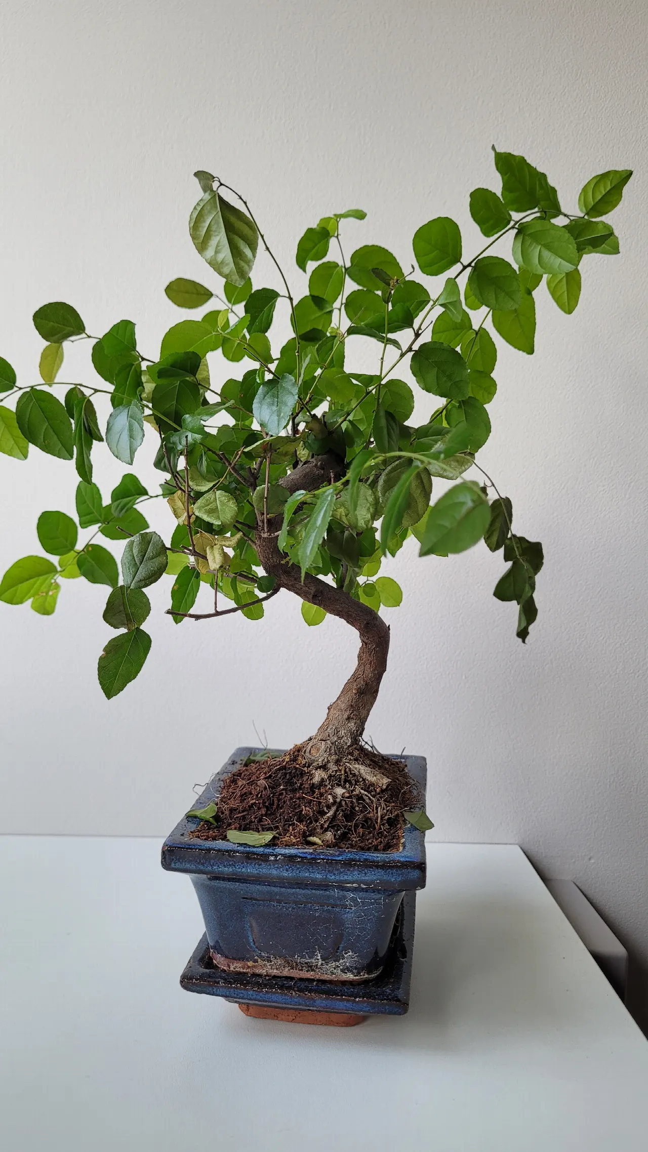 Foto bij topic Nieuw in de hobby
