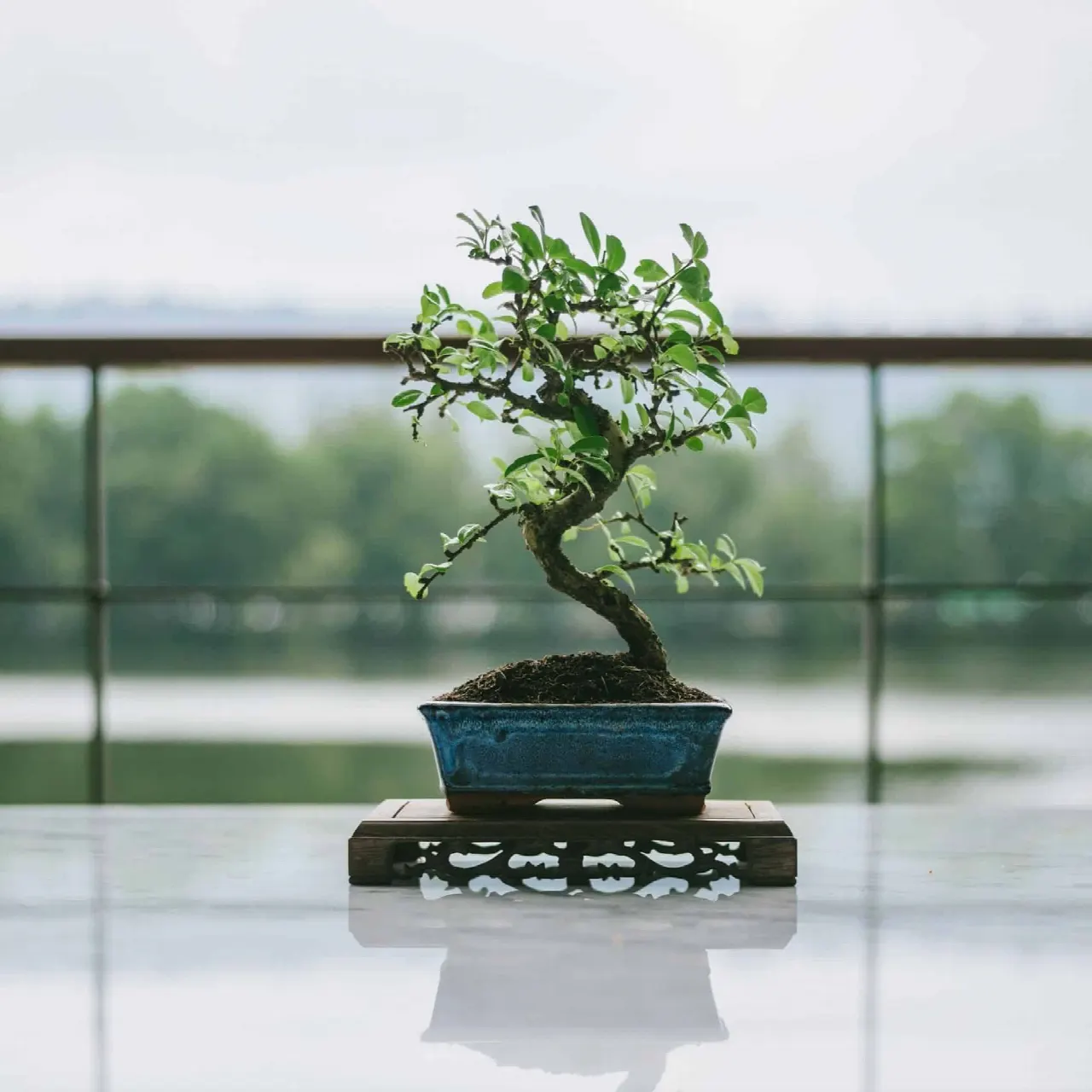 Foto bij topic Hoe bemest jij jouw bonsai boom? Tips, schema’s en ervaringen