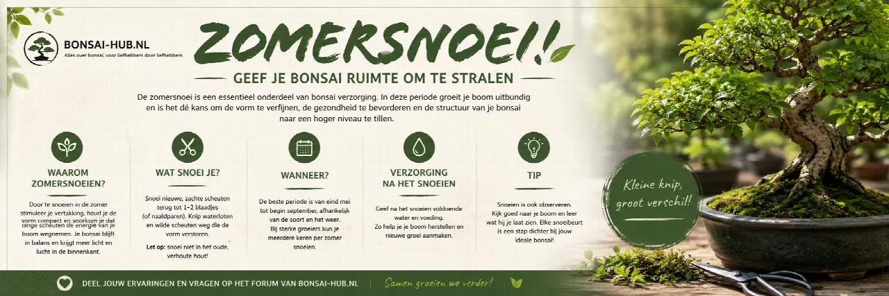 Foto bij topic De charme van bonsai: kleine boom, groot verhaal