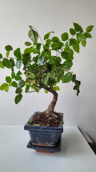 Foto bij topic Nieuw in de hobby