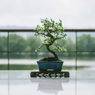 Foto bij topic Hoe bemest jij jouw bonsai boom? Tips, schema’s en ervaringen