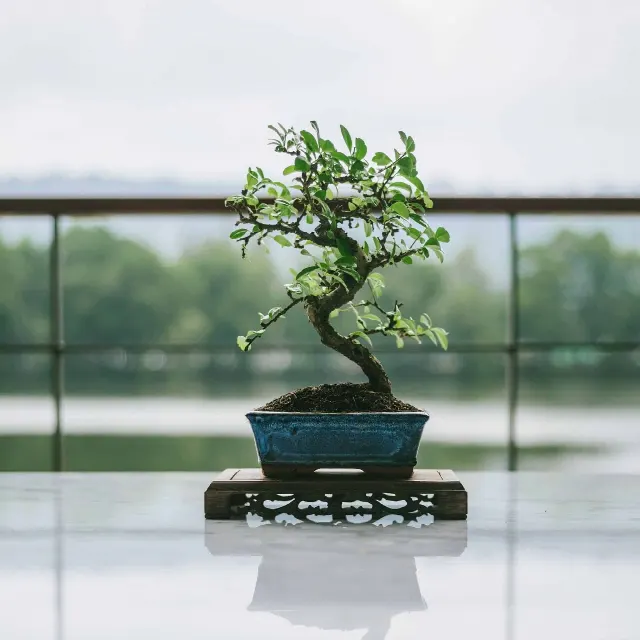 Foto bij topic Hoe bemest jij jouw bonsai boom? Tips, schema’s en ervaringen