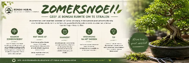 Foto bij topic De charme van bonsai: kleine boom, groot verhaal