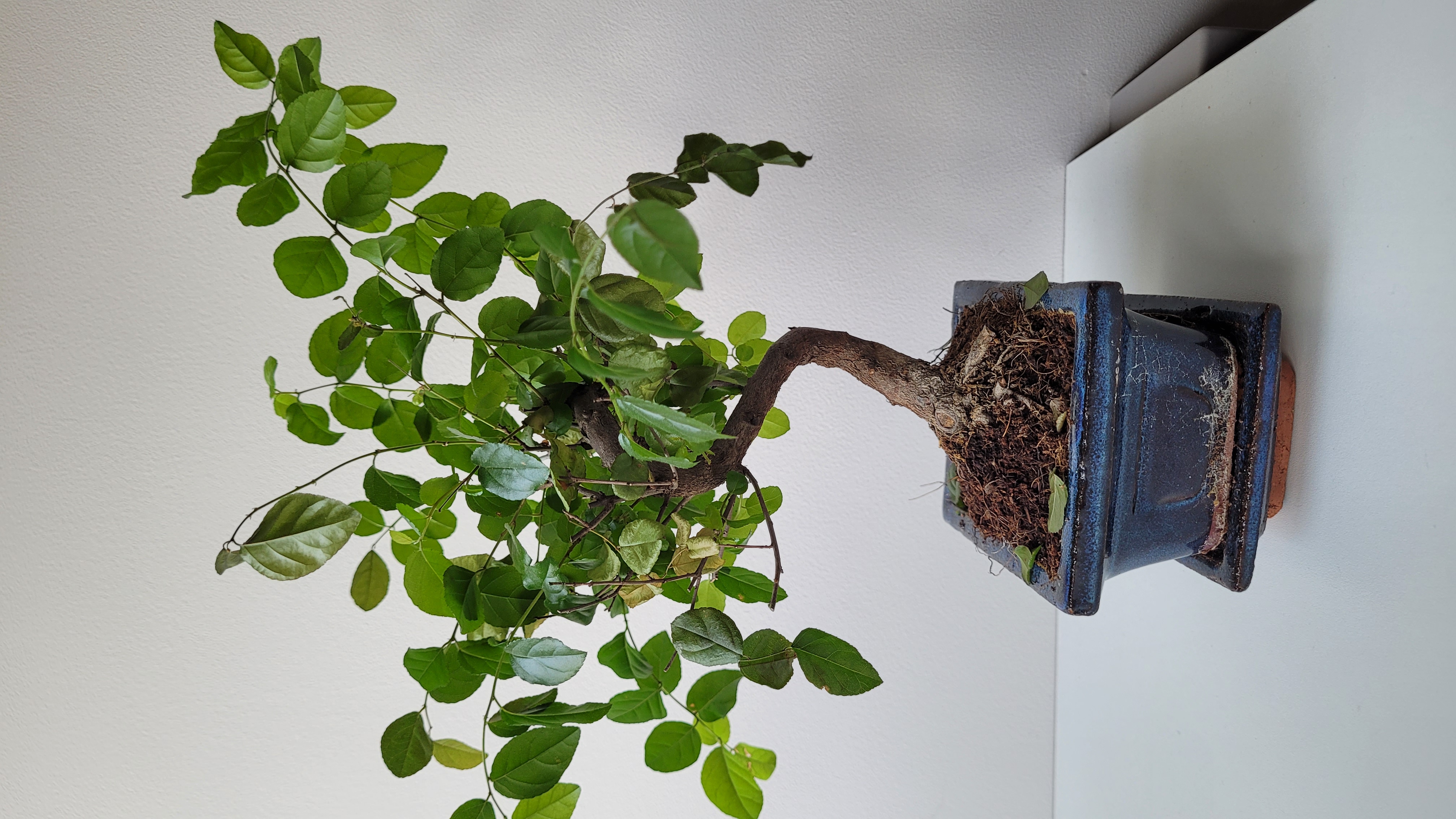 Foto bij topic Nieuw in de hobby