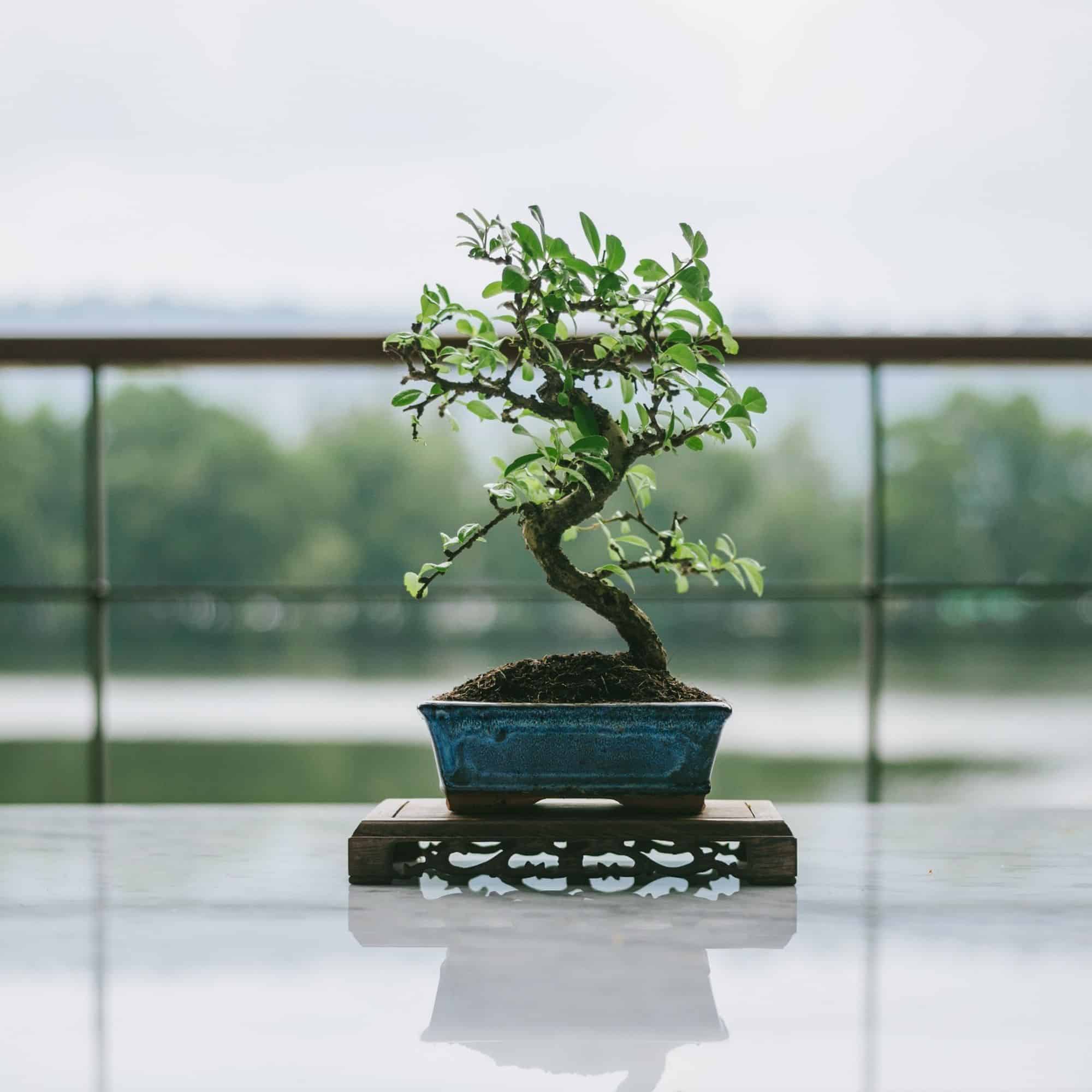 Foto bij topic Hoe bemest jij jouw bonsai boom? Tips, schema’s en ervaringen