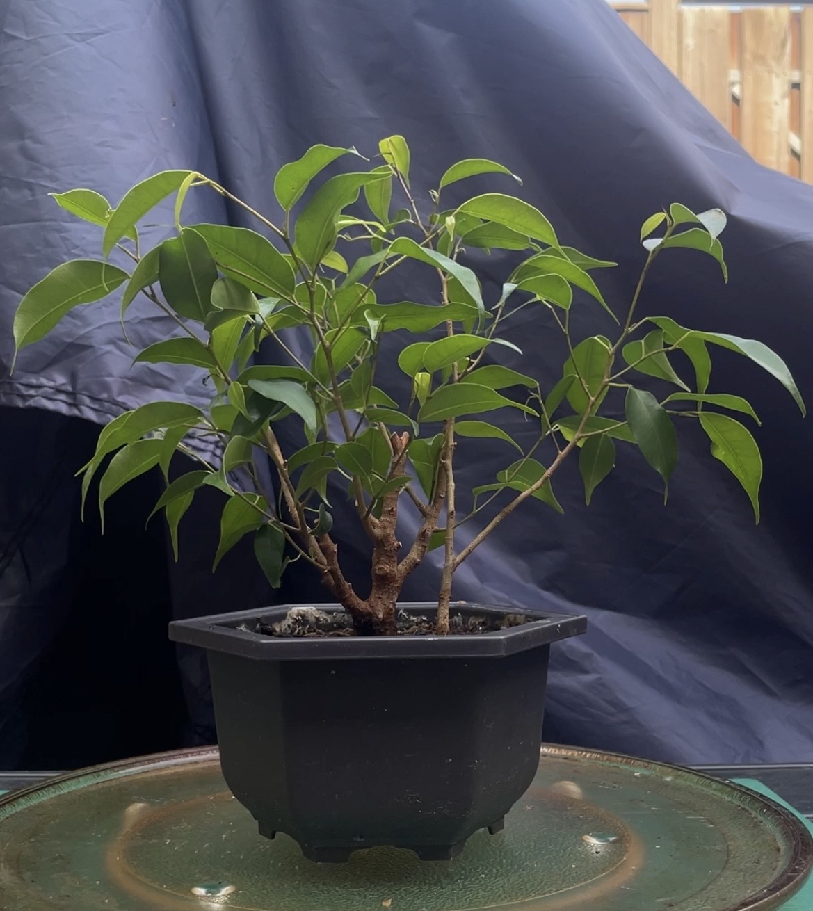 Foto bij topic Hoe zouden jullie deze Ficus bedraden & snoeien?