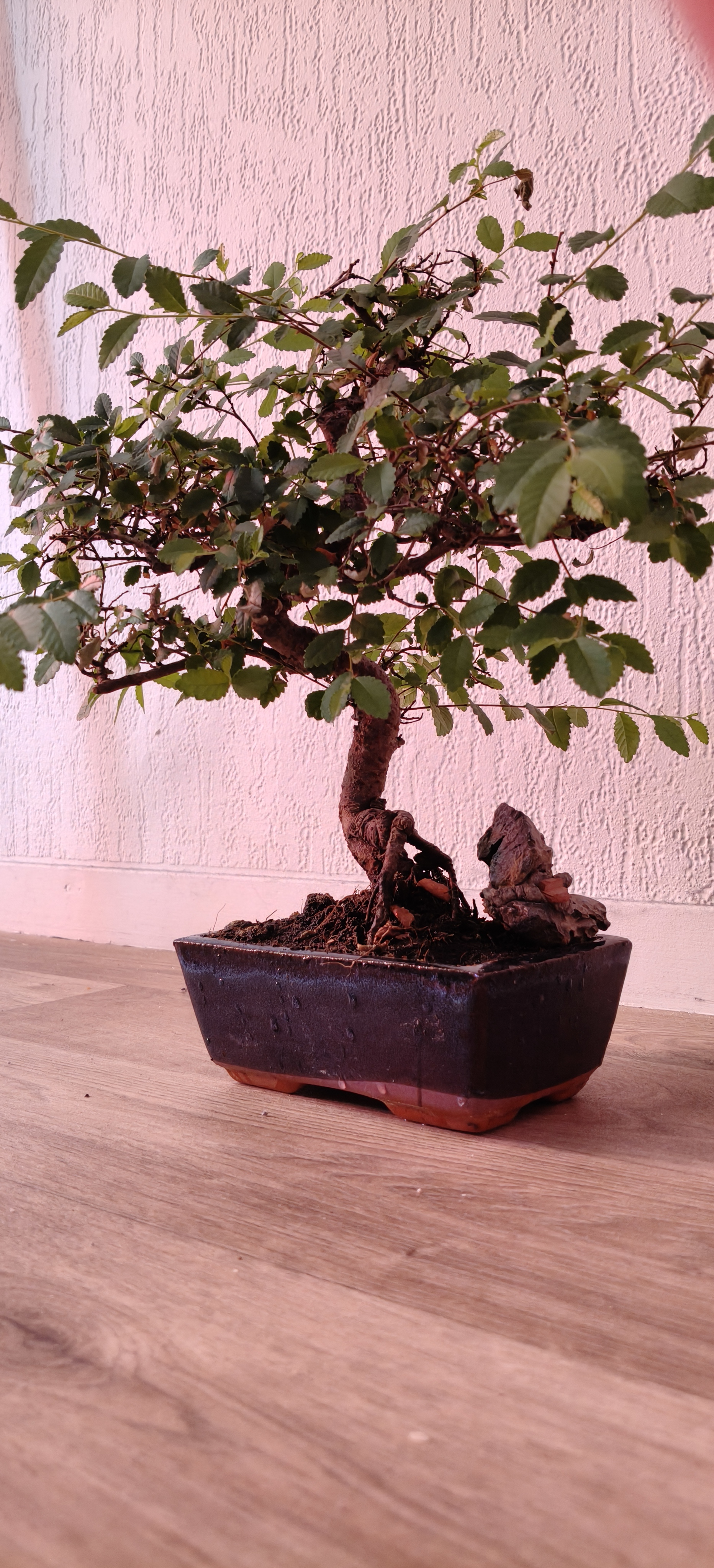Foto van inzending Chinese Elm
